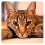 cats wallpapers android application logo